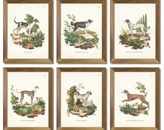 Antique Dog Breeds Print Set: Venice 1772 (Digital Download)