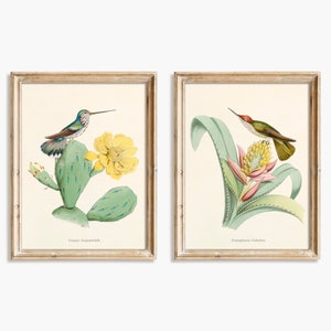 Hummingbird print set. Antique french illustrations of hummingbirds by Louis Victor Bevalet -  Set #2 - Digital download