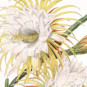 Night Blooming Cereus. Queen of Night. Cactus flower. Vintage flower print of the book “Curtis&#39;s botanical magazine”(1853). Digital Download