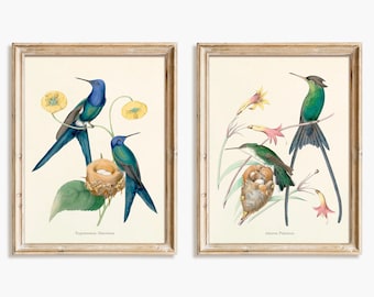 Colibris. Ensemble d’illustrations antiques de colibris Français par l’artiste Louis Victor Bévalet - Ensemble #5 - Téléchargement numérique.