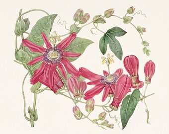 Passionflower Print. Passiflora. Antique botanical illustration of the book: The Botanical register (1815). Digital Download
