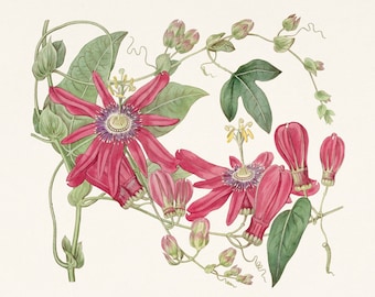 Passionflower Print. Passiflora. Antique botanical illustration of the book: The Botanical register (1815). Digital Download