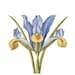 Virginia