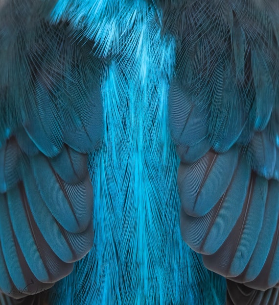Kingfisher Close up Feather Detail Photography Print Etsy