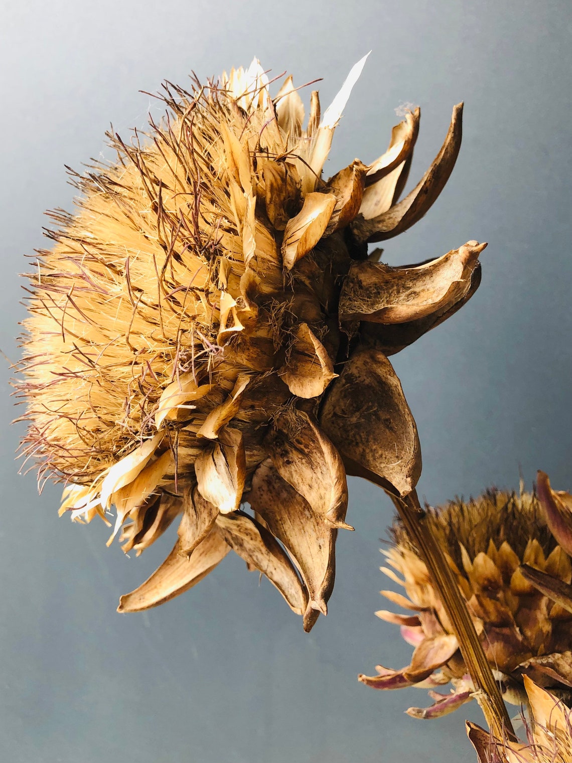 Artichoke Blossom Dried Natural Dried Artichoke Flower Love | Etsy