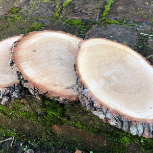 Könnte beinhalten: Drei natürliche Holzscheiben mit Rindenkanten. Die hellfarbene Holzmaserung ist auf den runden, flachen Oberflächen sichtbar. Die Scheiben sind auf einer mit grünem Moos und Ziegeln bedeckten Oberfläche angeordnet.