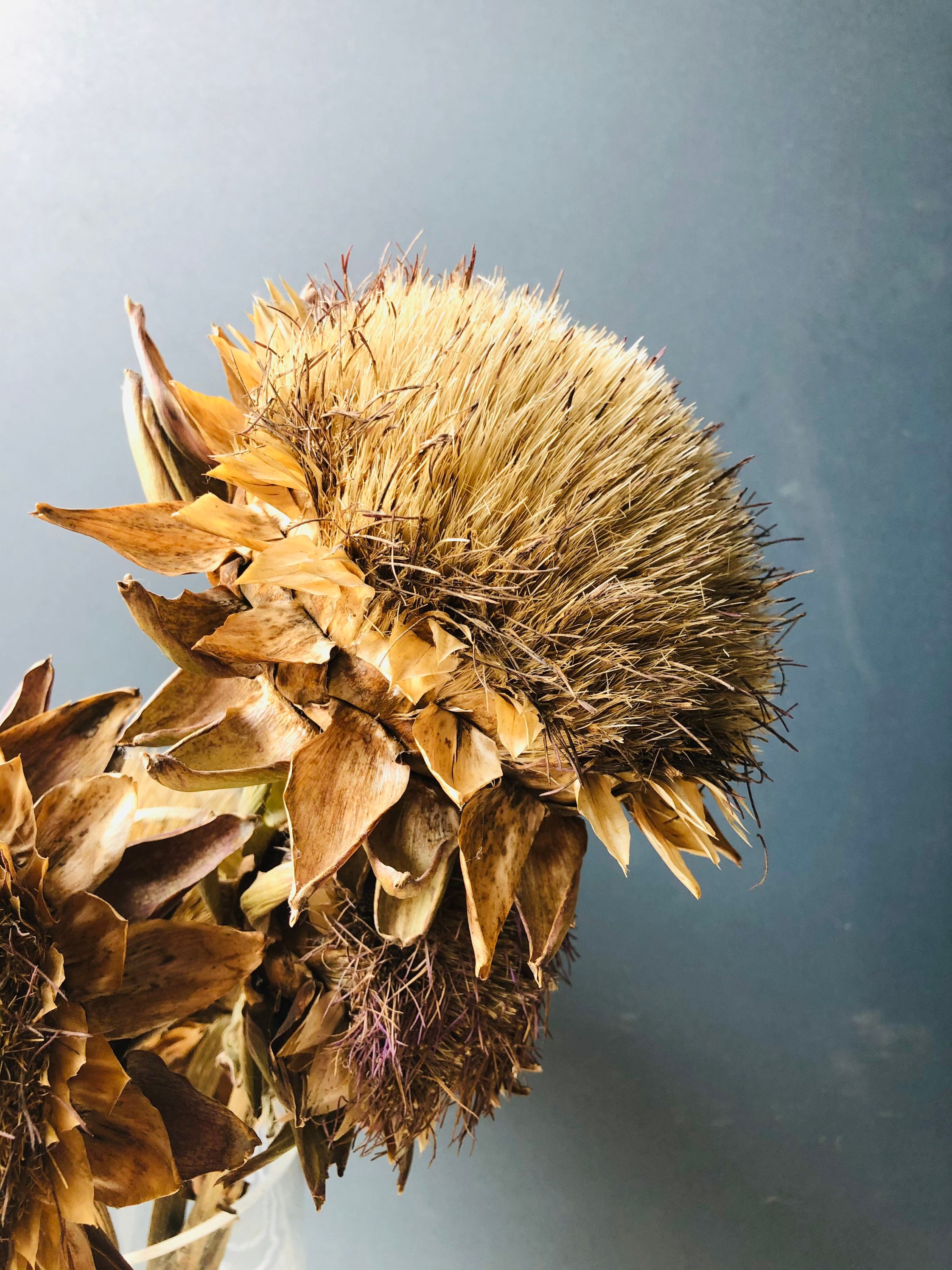 Artichoke Blossom Dried Natural Dried Artichoke Flower Love Etsy