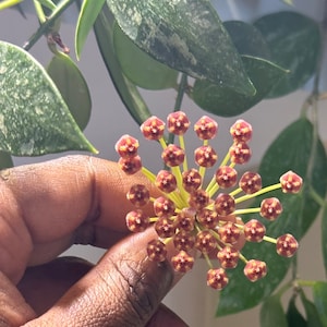 Hoya Memoria / Gracilis Unrooted Cutting - 4 leaves cutting