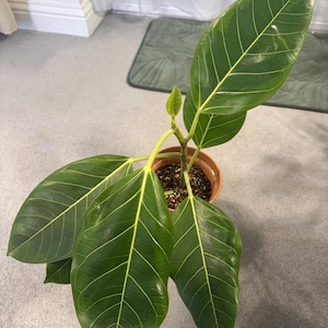 May include: A white ceramic mug with a black handle and the text "But First, Coffee" in a black, handwritten-style font. The mug is on a white surface.