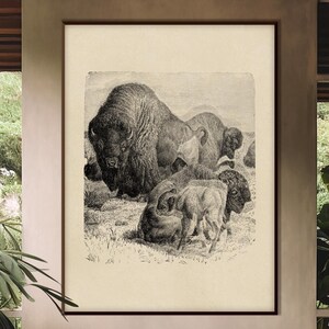 Vintage American Bison Printable, Animal Lithography Engraving Illustration XIX Century Monochrome Decor Housewarming Eco Friendly Gift