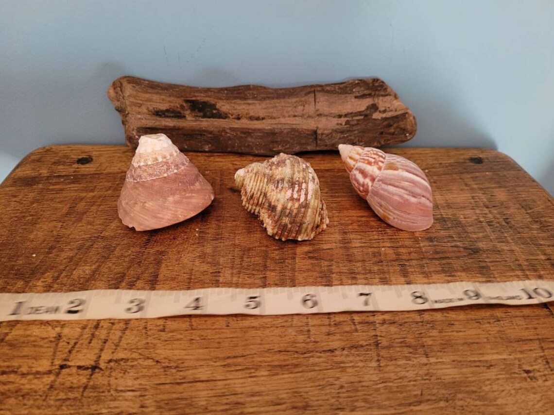 seashells wytchwood seashells wytchwood