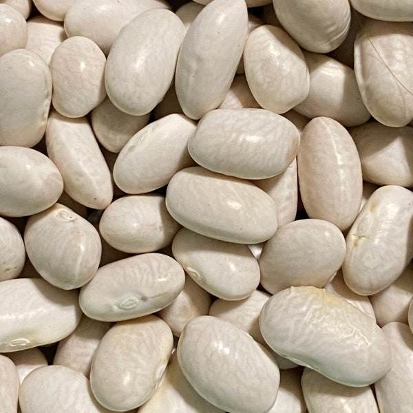 White Half Runner Green Beans for Canning Not Seed Etsy