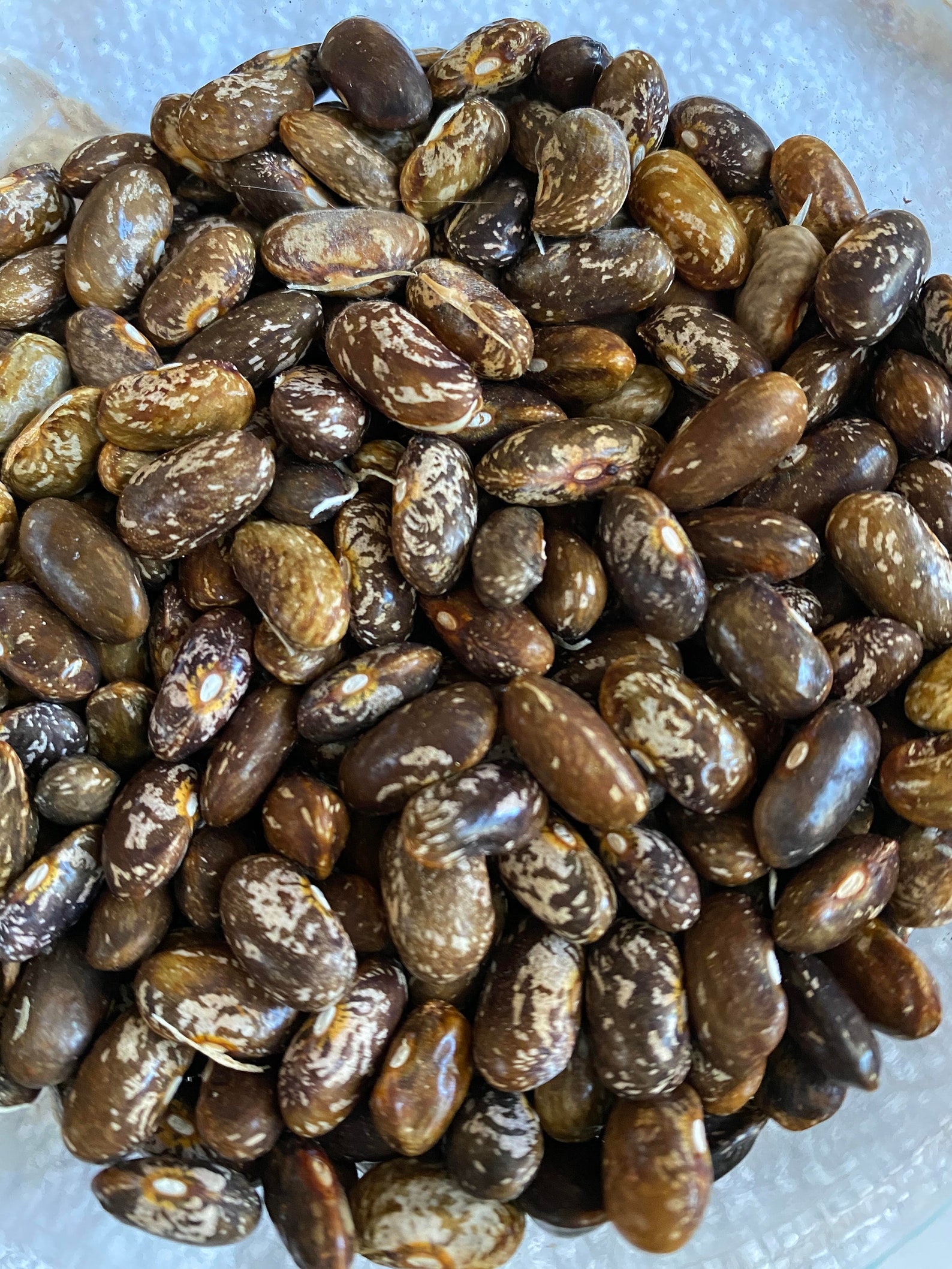 Top Crop Green Bean Seeds Etsy