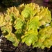 see more listings in the Aeonium section