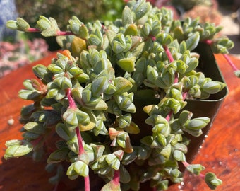 Echinus 'Maximilianus' (Aizoaceae)