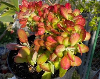 Kalanchoe Thrysifolia Variegata Crest