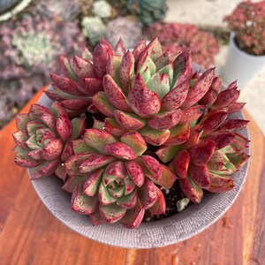 Echeveria Hybrid 'Matador' 斗牛士 Ultra Rare Korean Succulent image 2