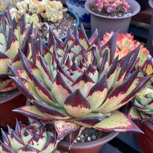 Echeveria Agavoides Ebony (Korean Succulent, Wide Leaves Type 美宽乌木)