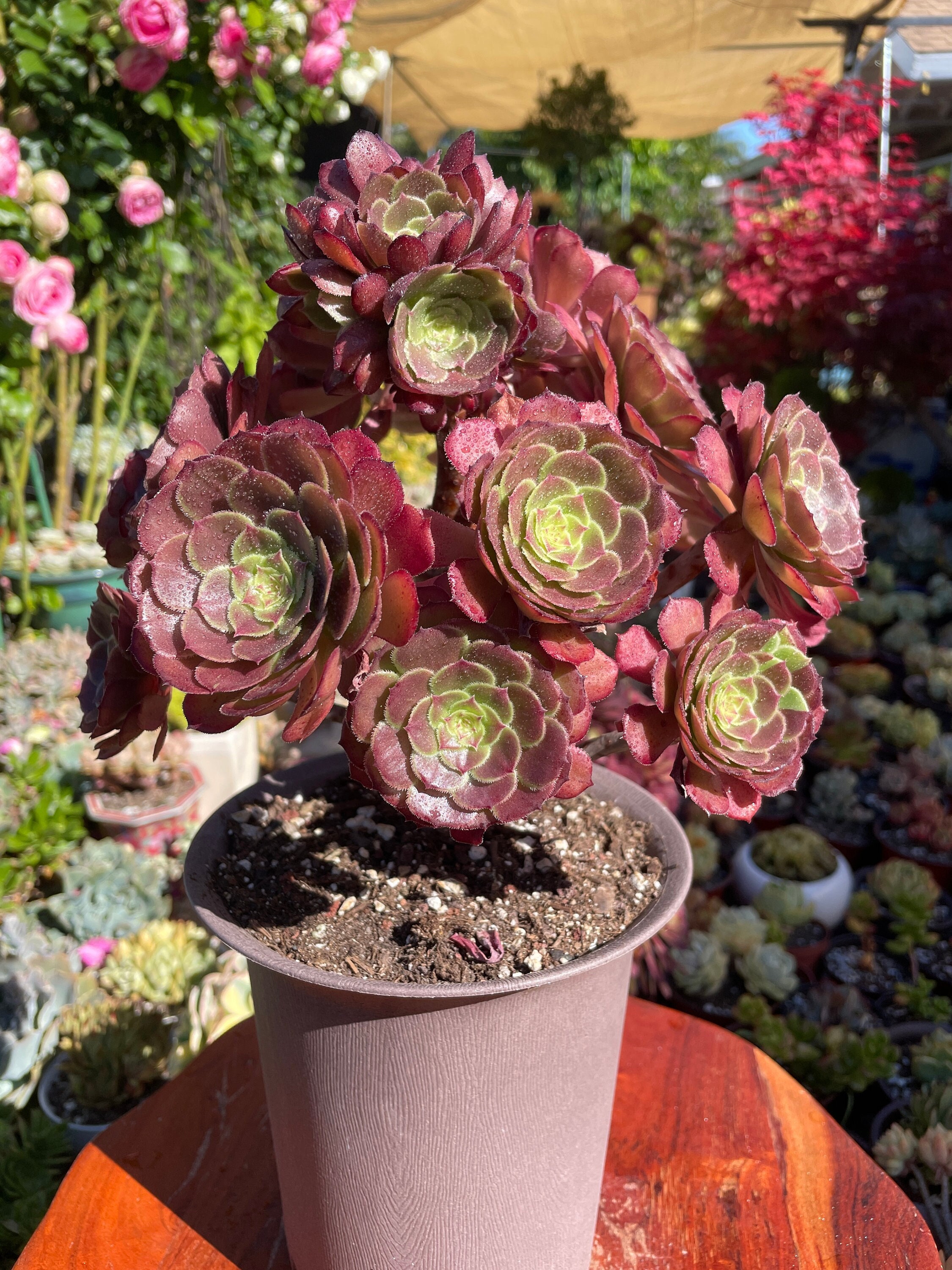 アエオニウム Aeonium 'Copper Kettle' Aeonium 'copper Kettle' - Etsy