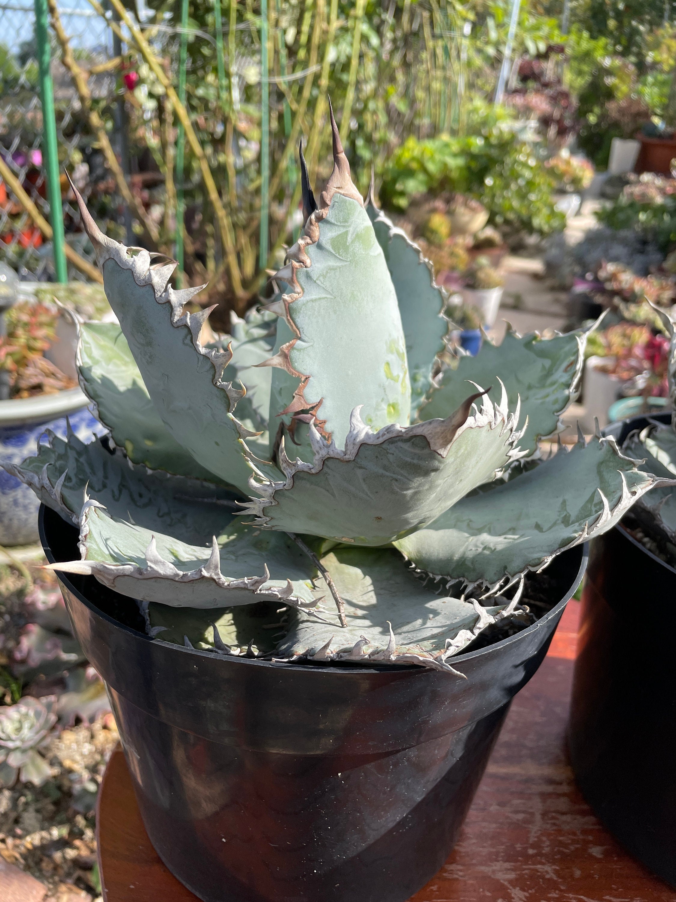 Agave Titanota (agave 'lion's Mane') - Etsy