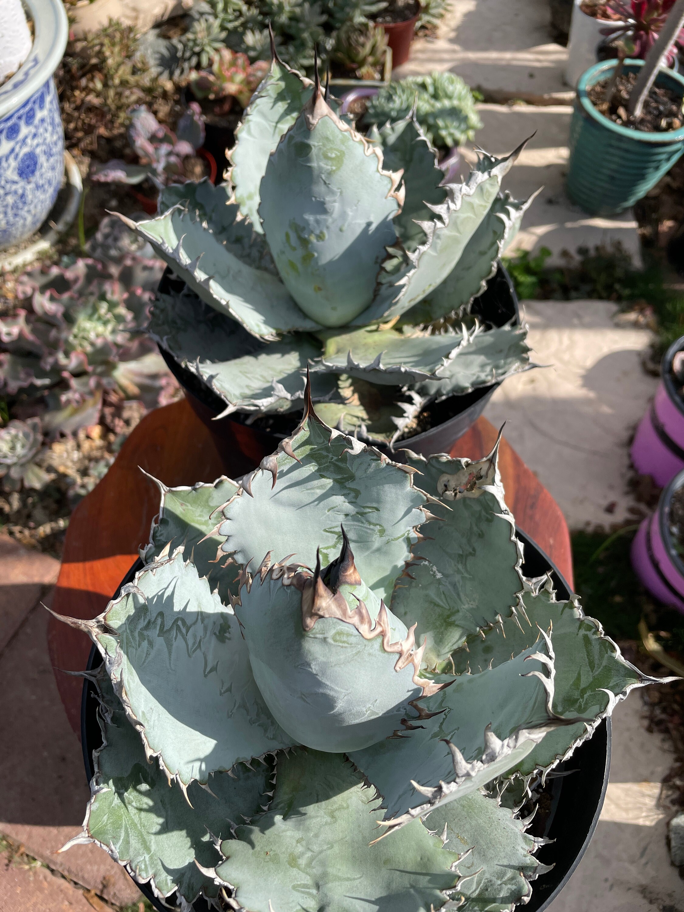 Agave Titanota agave 'lion's Mane' Etsy