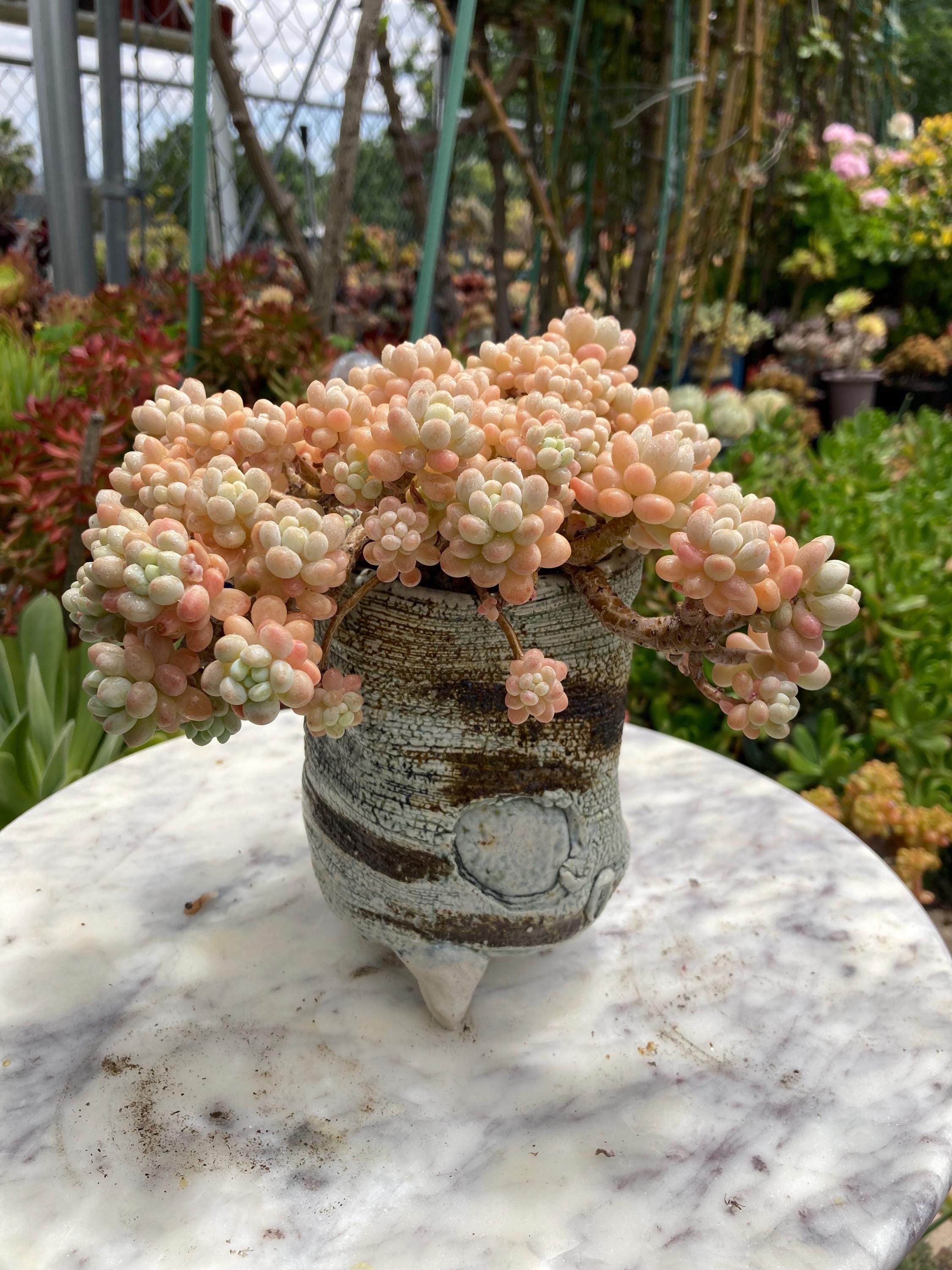 Boutique Sedum Caviar Rococo ( 洛可可，鱼子酱） - Etsy