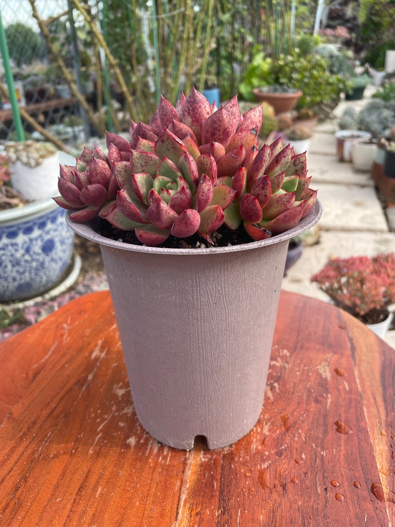 Echeveria Hybrid 'Matador' 斗牛士 Ultra Rare Korean Succulent image 3