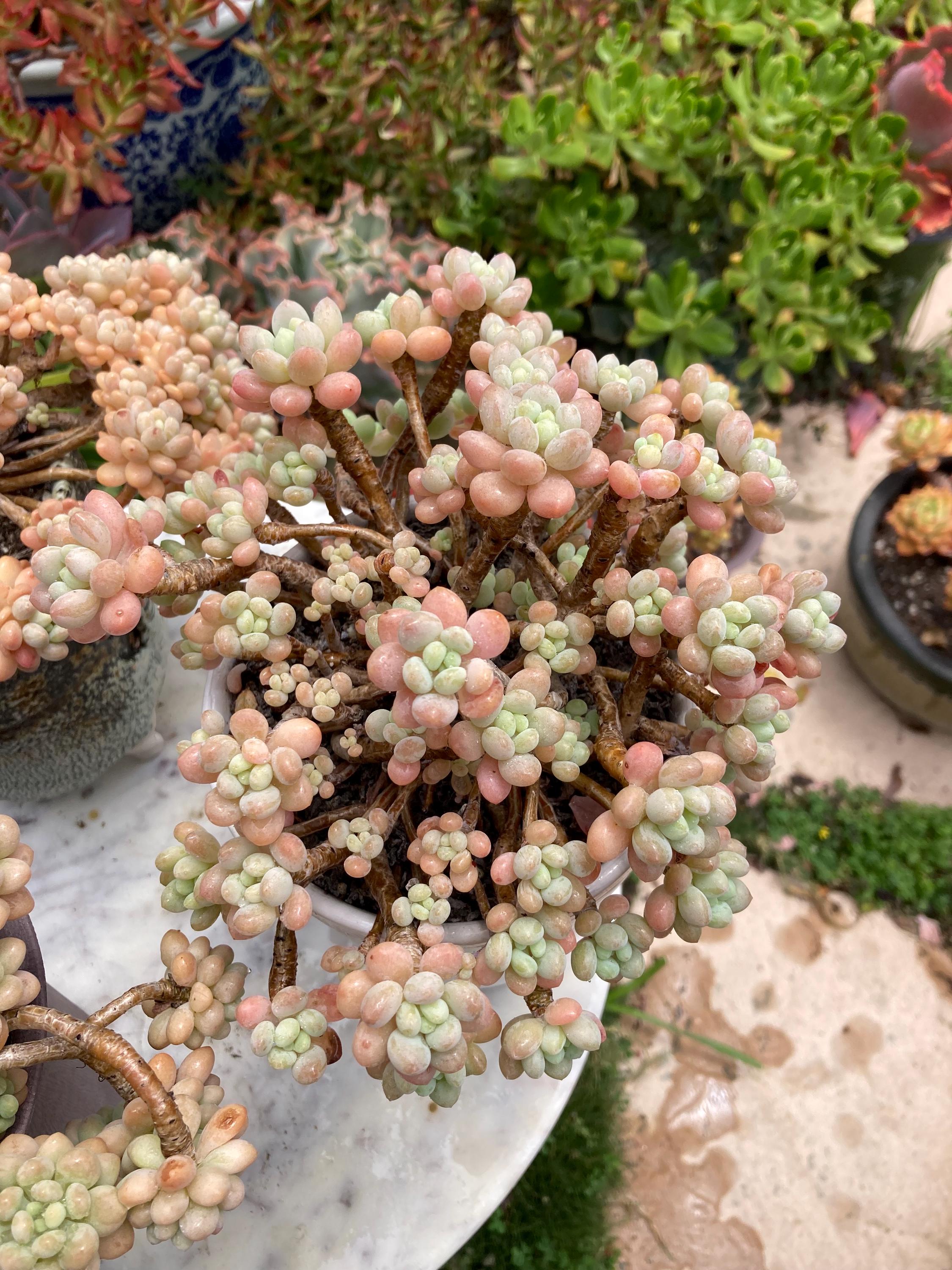 Boutique Sedum Caviar Rococo ( 洛可可，鱼子酱） - Etsy