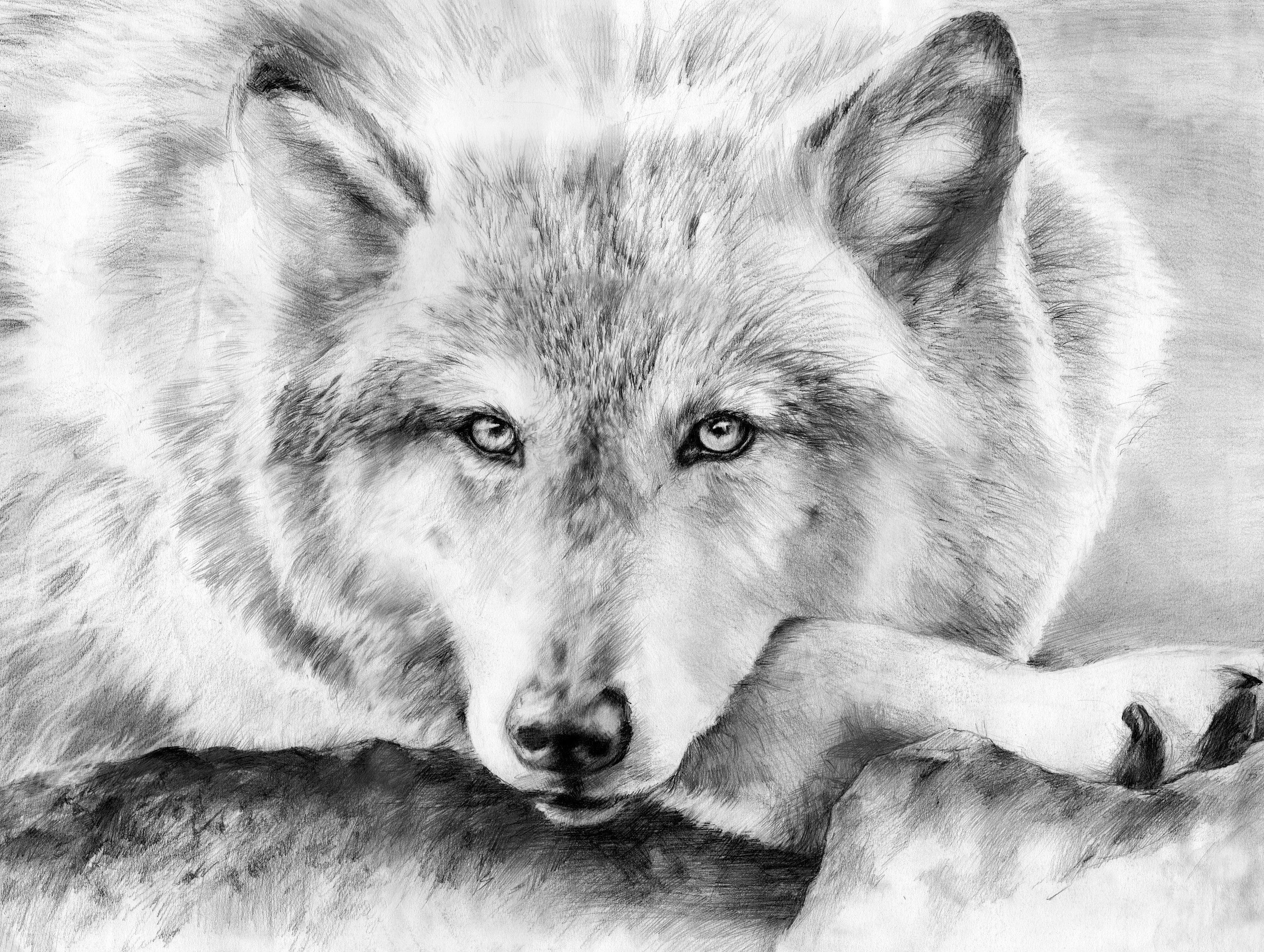 Printable Wolf Drawings