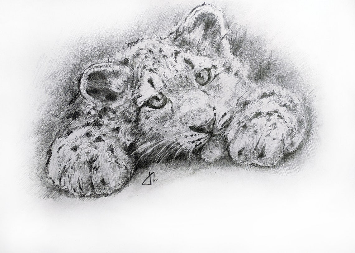 Original pencil drawing of a baby snow leopard Animal art | Etsy