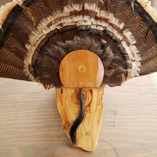 Turkey Fan Mount Etsy