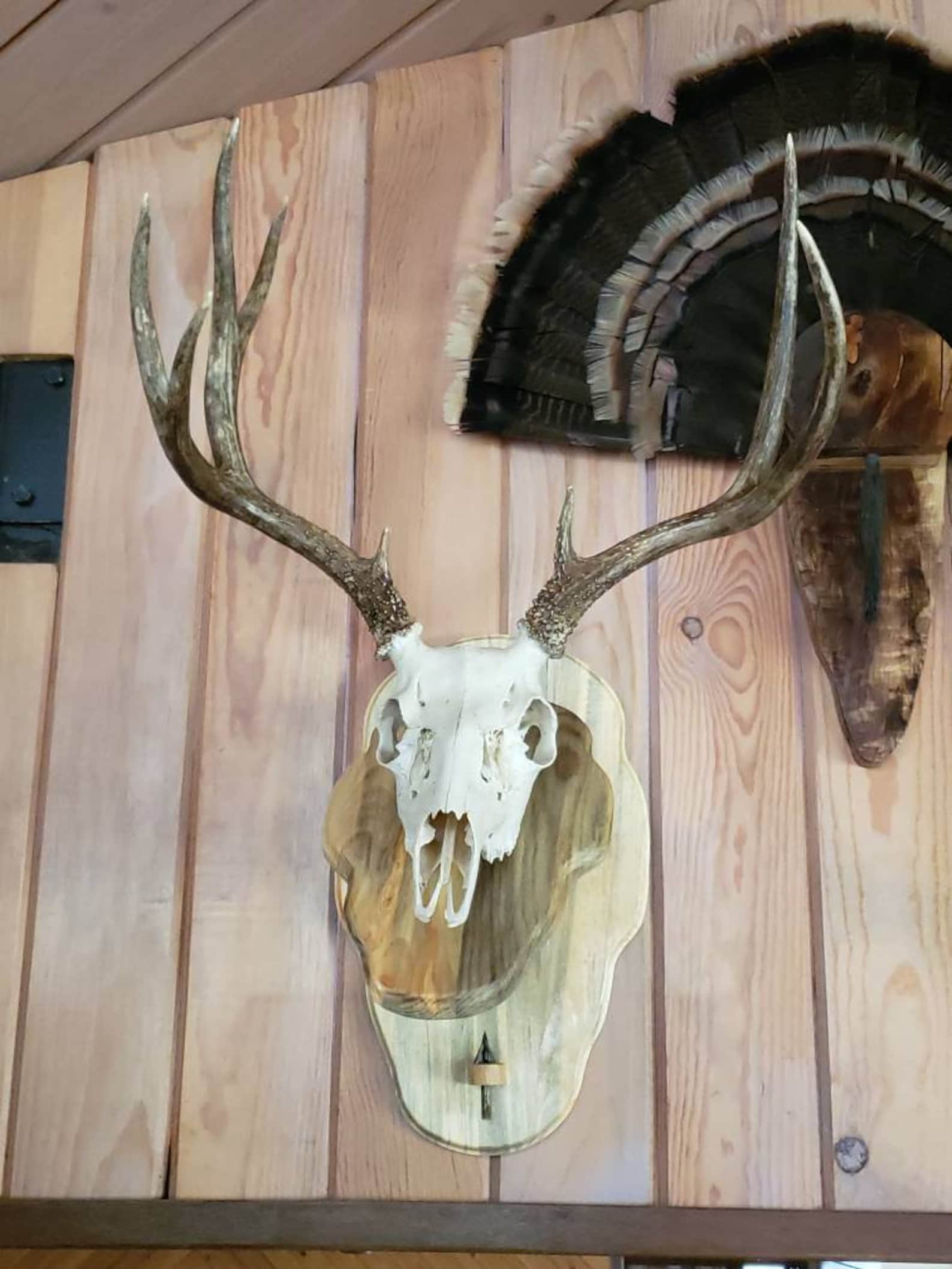 Euro Mount Display Deer Skull Display Mount Buck Skull Etsy