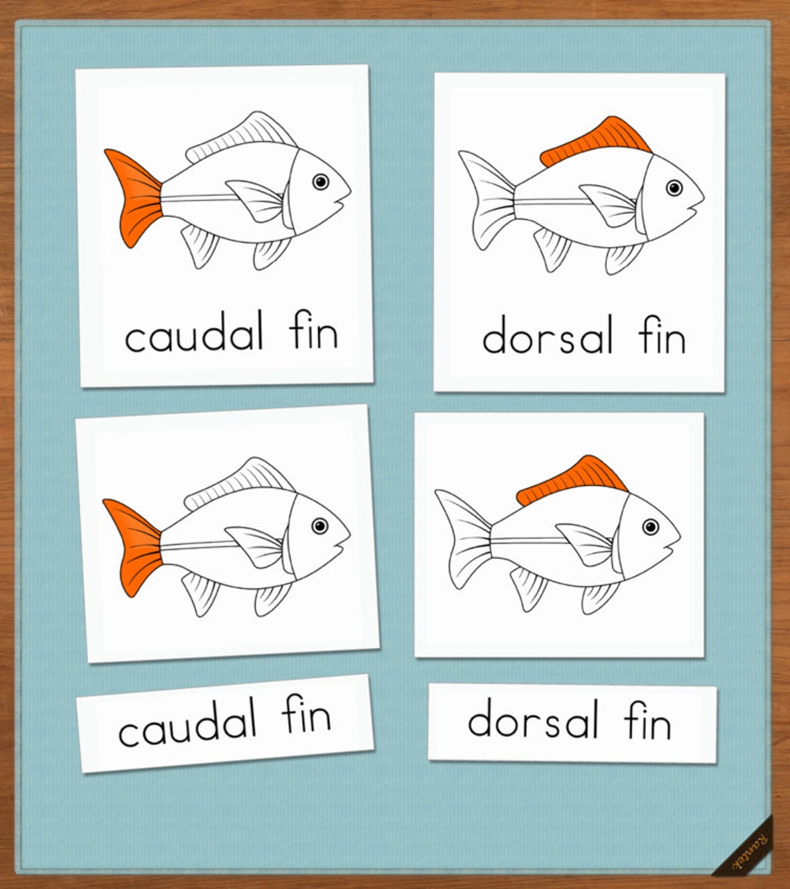 Montessori 3 Part Cards: Fish Parts of Animals Homeschool | Etsy