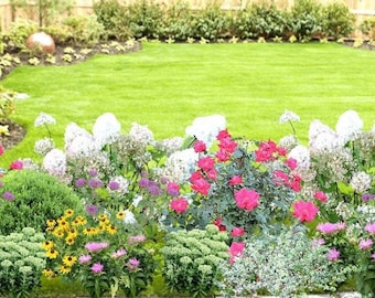 Landscape Design Plan for Sunny Flower Border