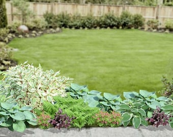 May include: A lush green lawn with a border of various plants, including hostas, ferns, and flowering shrubs. The plants are arranged in a curved line, creating a natural and inviting look.
