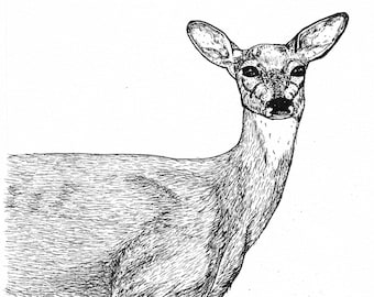 Cervus melanocephalus