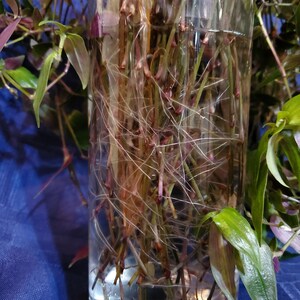 tradescantia tahitian multiflora