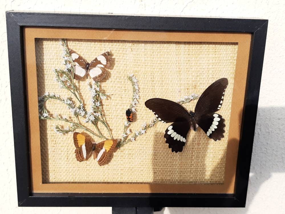 Cadre de Papillons et Insecte