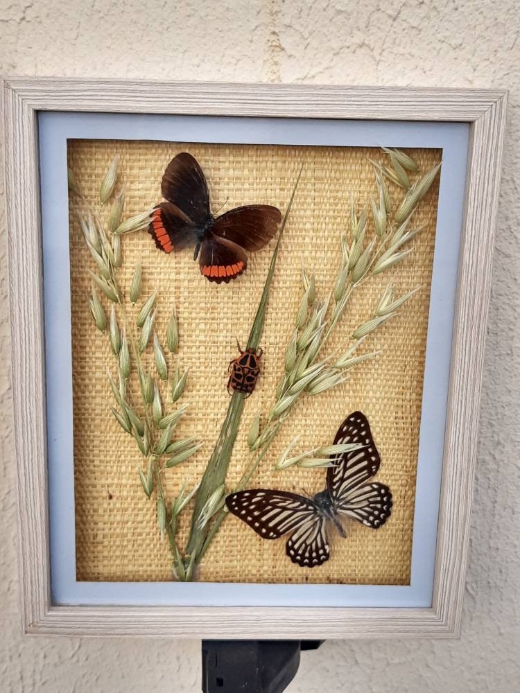 Cadre de Papillons et Insecte