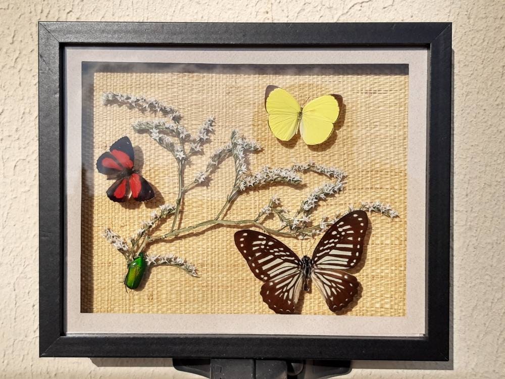 Cadre de Papillons et Insecte