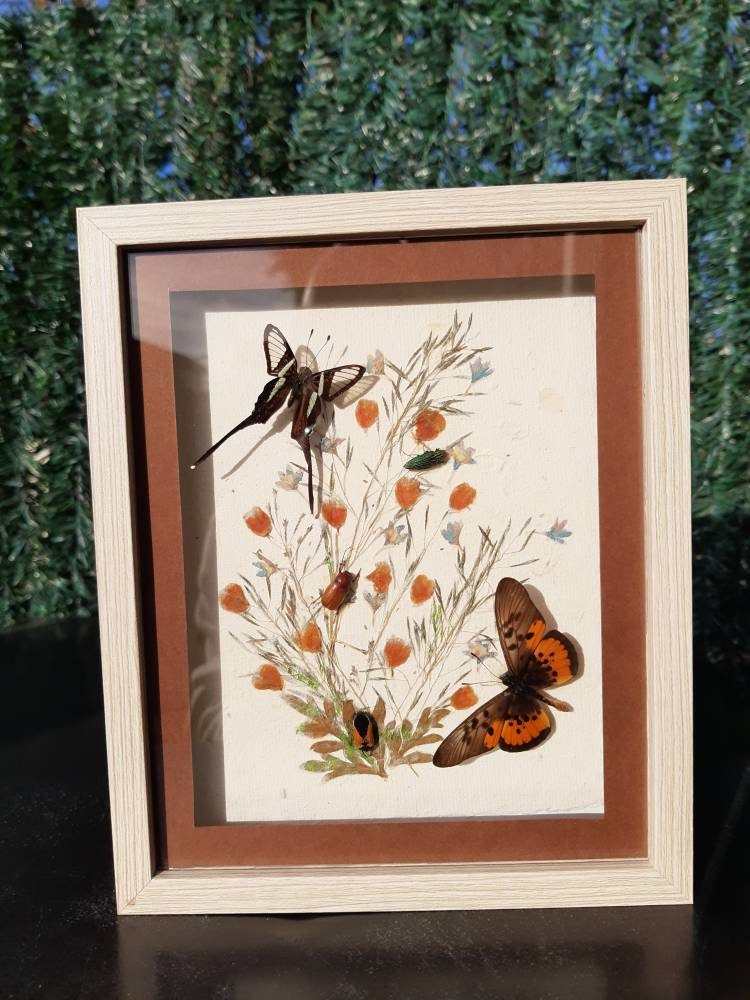 Cadre de Papillons et Insecte