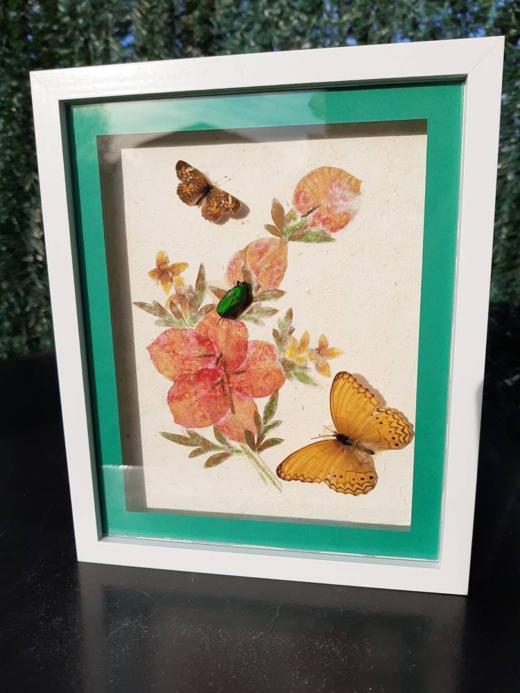 Cadre de Papillons et Insecte