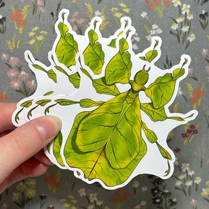 Leaf Bug Sticker | Walking Leaf Insect | Large Vinyl Stickers
