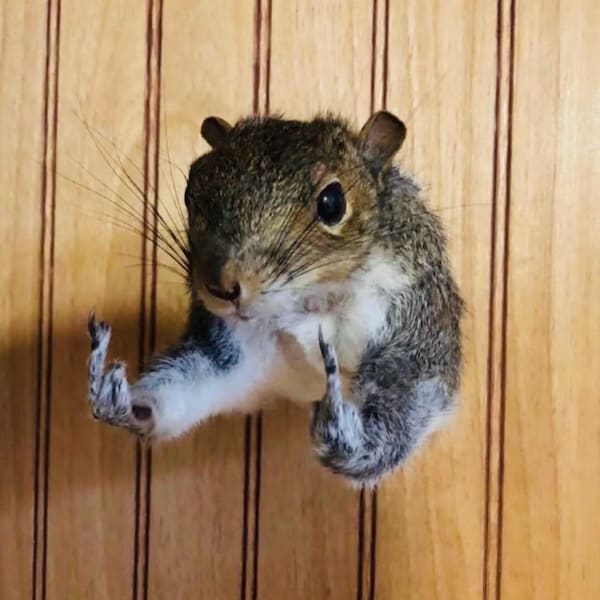 Taxidermy Squirrel giving middle finger