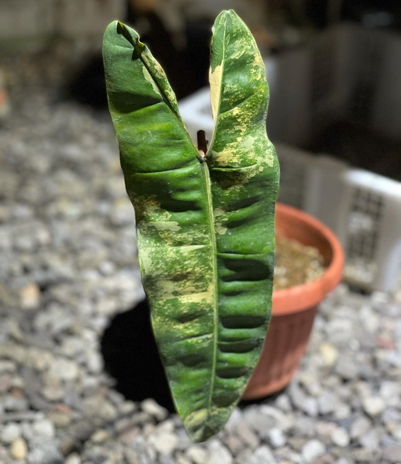 cheap outlet UK philodendron billitiae variegata  kabel  