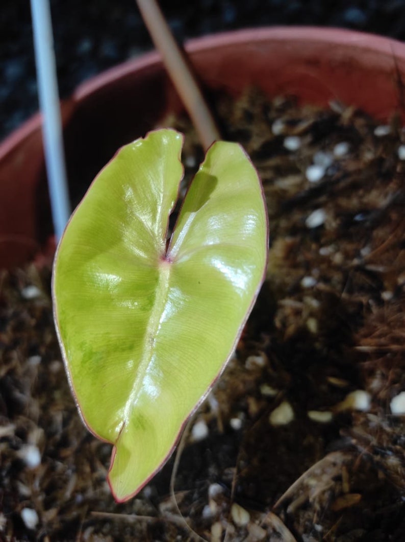 cheap outlet UK philodendron billitiae variegata  kabel  