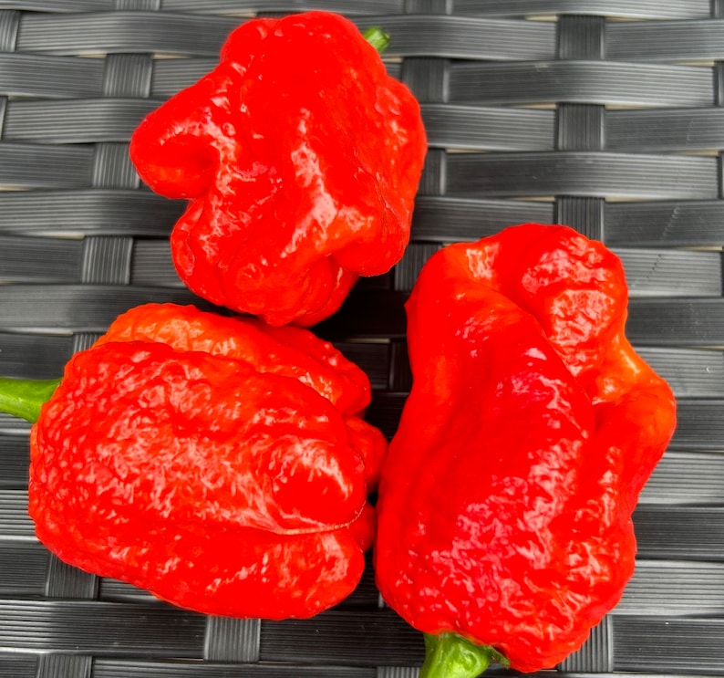 Fresh Armageddon Peppers10 Fresh Pods. Etsy