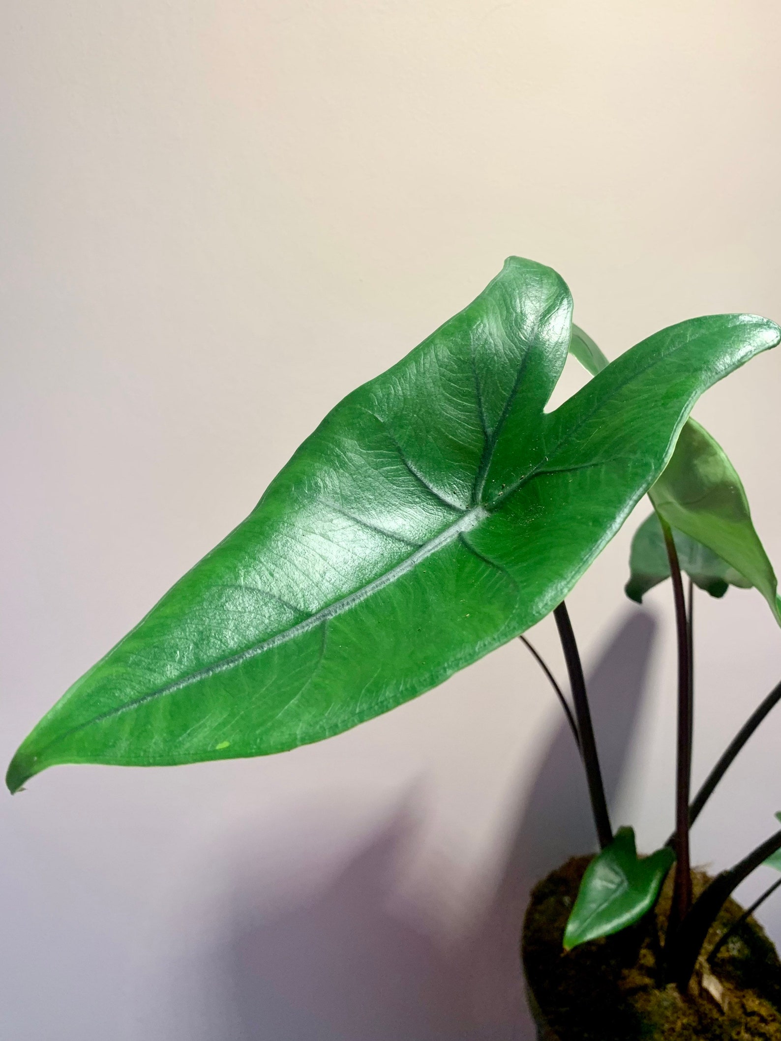 RARE Alocasia Black Stem / Black Zebrina Etsy