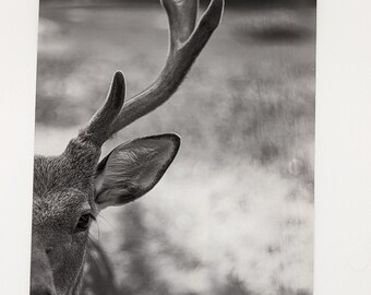 Fine Art Art Print Black/White "Deer" *Nature Photography*Photography*