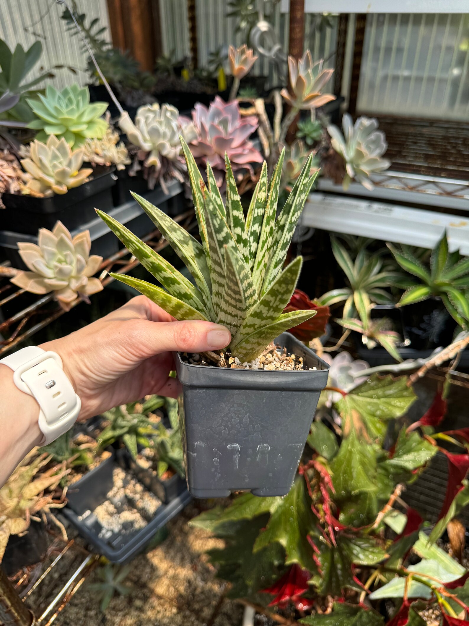 Aloe Variegata, Tiger Aloe - Etsy
